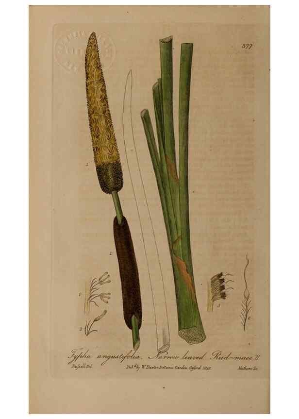 Reproducción/Reproduction 49788154436: British phaenogamous botany,. Oxford,Published by the author, sold by J.H. Parker [etc.]1834-43.. 
