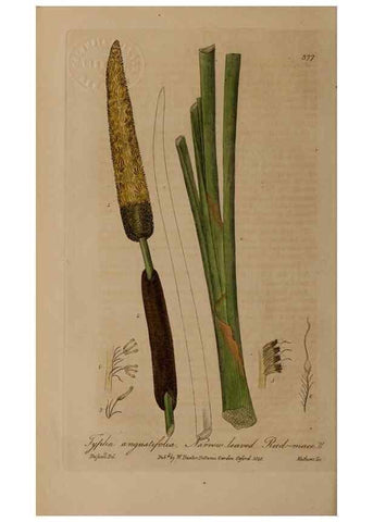 Reproducción/Reproduction 49788154436: British phaenogamous botany,. Oxford,Published by the author, sold by J.H. Parker [etc.]1834-43.. 