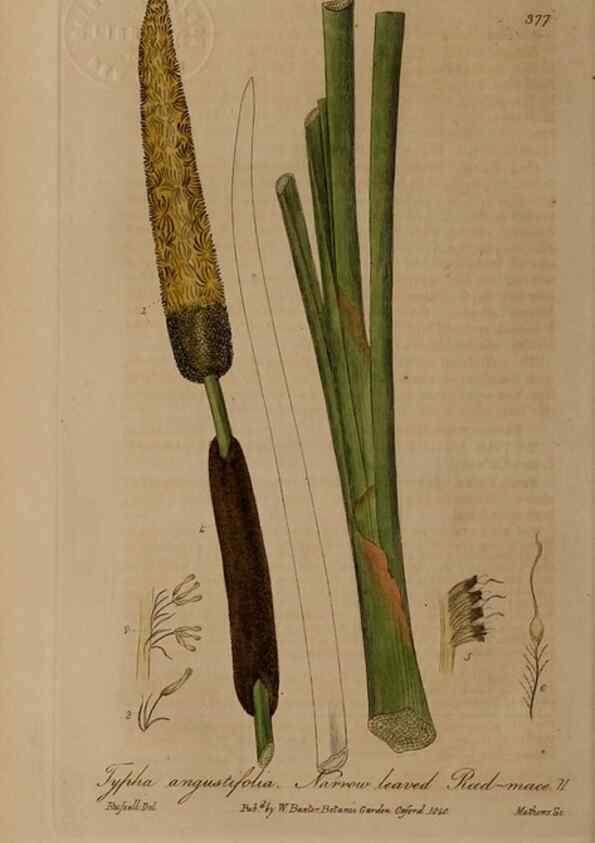 Reproducción/Reproduction 49788154436: British phaenogamous botany,. Oxford,Published by the author, sold by J.H. Parker [etc.]1834-43.. 