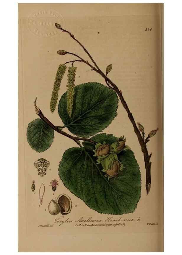 Reproducción/Reproduction 49787605203: British phaenogamous botany,. Oxford,Published by the author, sold by J.H. Parker [etc.]1834-43.. 