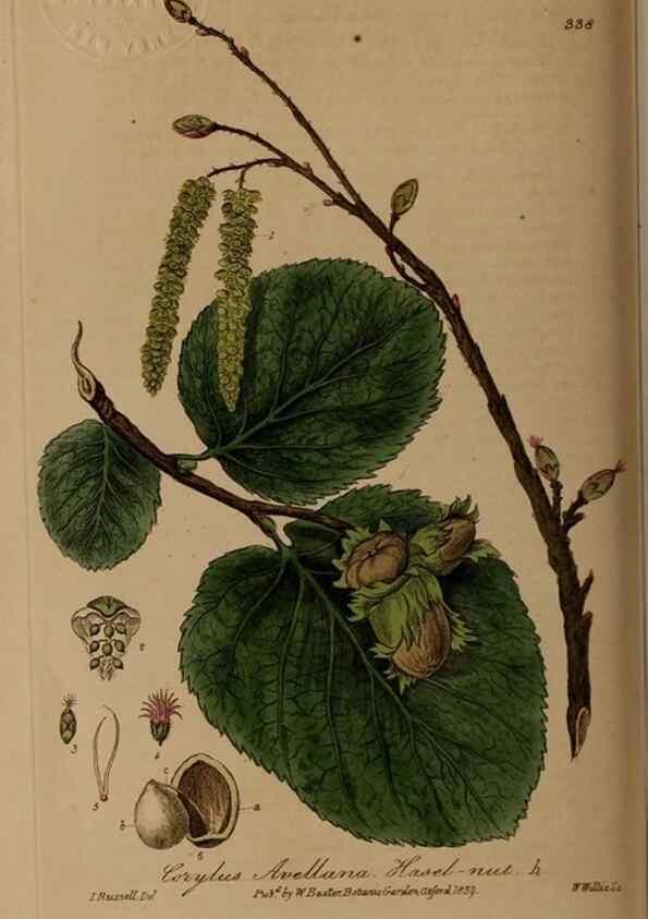 Reproducción/Reproduction 49787605203: British phaenogamous botany,. Oxford,Published by the author, sold by J.H. Parker [etc.]1834-43.. 