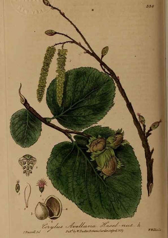 Reproducción/Reproduction 49787605203: British phaenogamous botany,. Oxford,Published by the author, sold by J.H. Parker [etc.]1834-43.. 