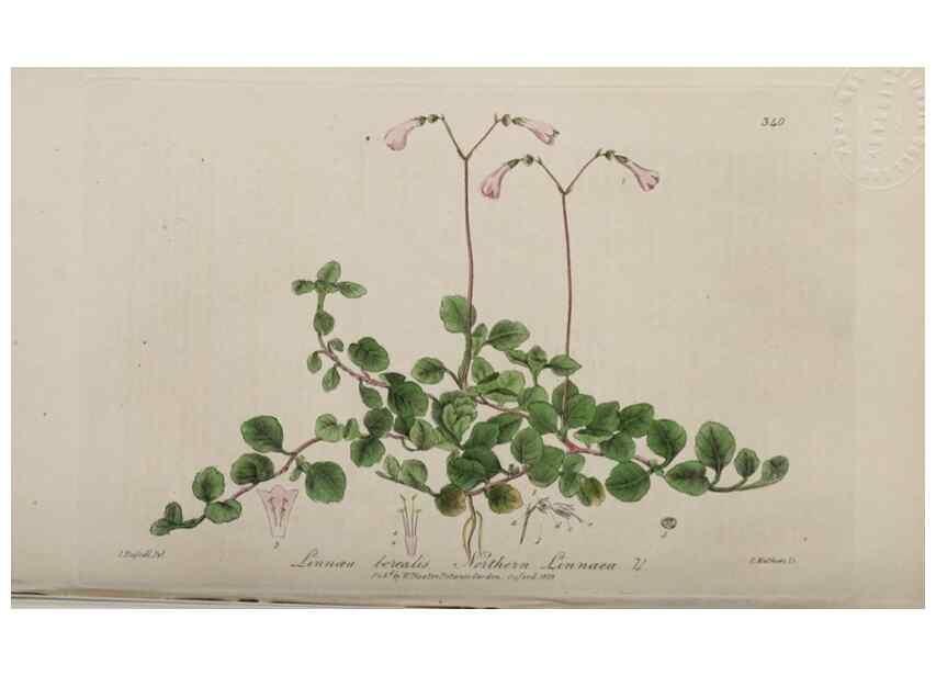 Reproducción/Reproduction 49788465742: British phaenogamous botany,. Oxford,Published by the author, sold by J.H. Parker [etc.]1834-43.. 