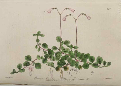 Reproducción/Reproduction 49788465742: British phaenogamous botany,. Oxford,Published by the author, sold by J.H. Parker [etc.]1834-43.. 