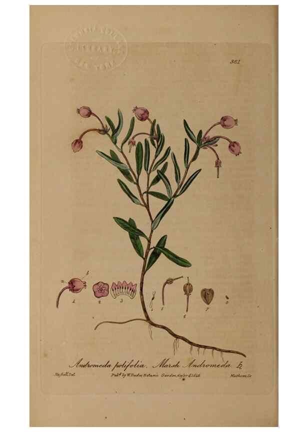 Reproducción/Reproduction 49788150516: British phaenogamous botany,. Oxford,Published by the author, sold by J.H. Parker [etc.]1834-43.. 