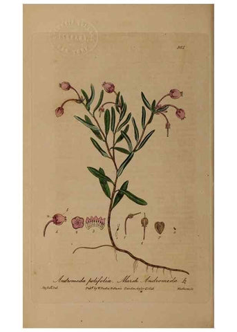 Reproducción/Reproduction 49788150516: British phaenogamous botany,. Oxford,Published by the author, sold by J.H. Parker [etc.]1834-43.. 