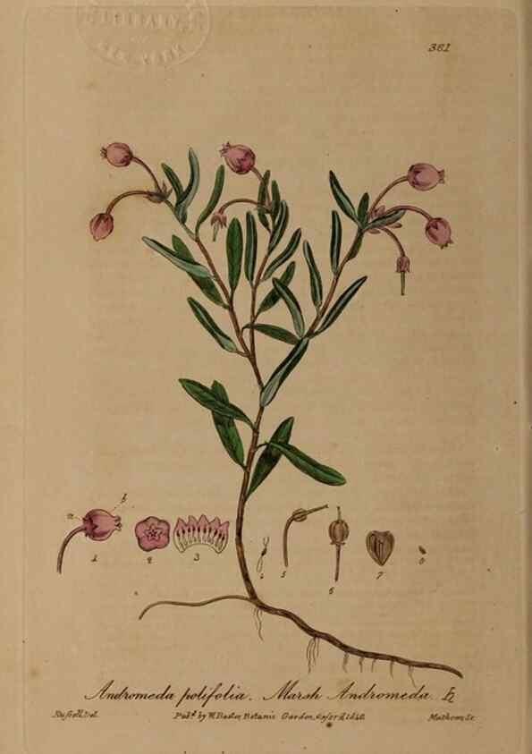 Reproducción/Reproduction 49788150516: British phaenogamous botany,. Oxford,Published by the author, sold by J.H. Parker [etc.]1834-43.. 