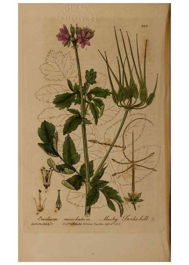 Reproducción/Reproduction 49788470217: British phaenogamous botany,. Oxford,Published by the author, sold by J.H. Parker [etc.]1834-43.. 