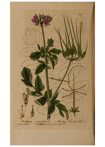 Reproducción/Reproduction 49788470217: British phaenogamous botany,. Oxford,Published by the author, sold by J.H. Parker [etc.]1834-43.. 
