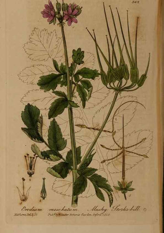 Reproducción/Reproduction 49788470217: British phaenogamous botany,. Oxford,Published by the author, sold by J.H. Parker [etc.]1834-43.. 