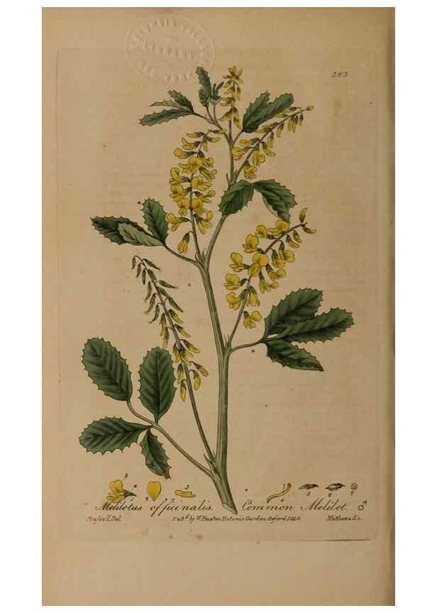 Reproducción/Reproduction 49788470462: British phaenogamous botany,. Oxford,Published by the author, sold by J.H. Parker [etc.]1834-43.. 