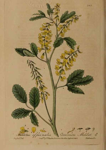 Reproducción/Reproduction 49788470462: British phaenogamous botany,. Oxford,Published by the author, sold by J.H. Parker [etc.]1834-43.. 
