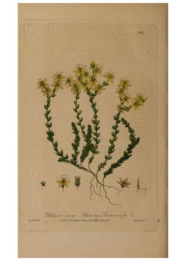 Reproducción/Reproduction 49787610673: British phaenogamous botany,. Oxford,Published by the author, sold by J.H. Parker [etc.]1834-43.. 