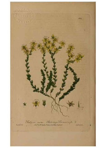Reproducción/Reproduction 49787610673: British phaenogamous botany,. Oxford,Published by the author, sold by J.H. Parker [etc.]1834-43.. 
