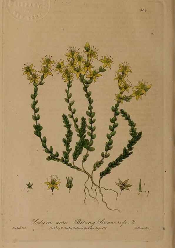 Reproducción/Reproduction 49787610673: British phaenogamous botany,. Oxford,Published by the author, sold by J.H. Parker [etc.]1834-43.. 
