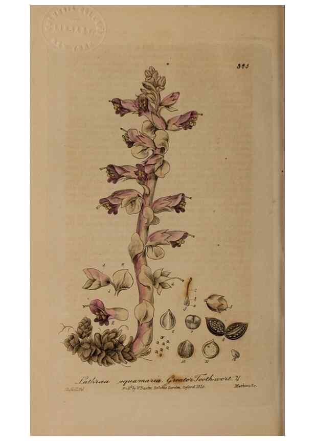 Reproducción/Reproduction 49787611048: British phaenogamous botany,. Oxford,Published by the author, sold by J.H. Parker [etc.]1834-43.. 