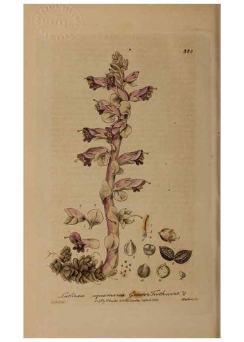 Reproducción/Reproduction 49787611048: British phaenogamous botany,. Oxford,Published by the author, sold by J.H. Parker [etc.]1834-43.. 