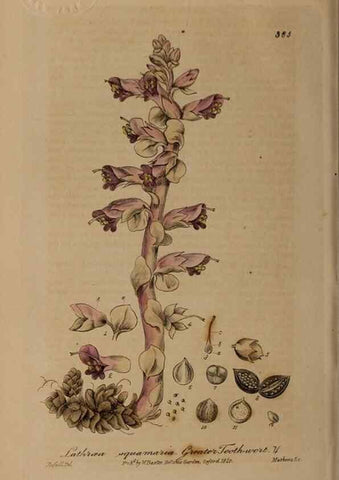 Reproducción/Reproduction 49787611048: British phaenogamous botany,. Oxford,Published by the author, sold by J.H. Parker [etc.]1834-43.. 