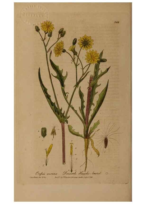 Reproducción/Reproduction 49788471227: British phaenogamous botany,. Oxford,Published by the author, sold by J.H. Parker [etc.]1834-43.. 