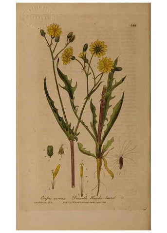 Reproducción/Reproduction 49788471227: British phaenogamous botany,. Oxford,Published by the author, sold by J.H. Parker [etc.]1834-43.. 