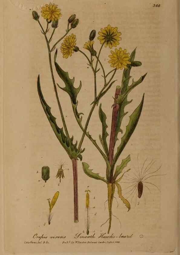 Reproducción/Reproduction 49788471227: British phaenogamous botany,. Oxford,Published by the author, sold by J.H. Parker [etc.]1834-43.. 