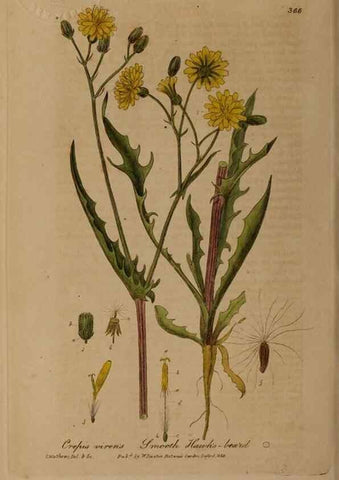 Reproducción/Reproduction 49788471227: British phaenogamous botany,. Oxford,Published by the author, sold by J.H. Parker [etc.]1834-43.. 