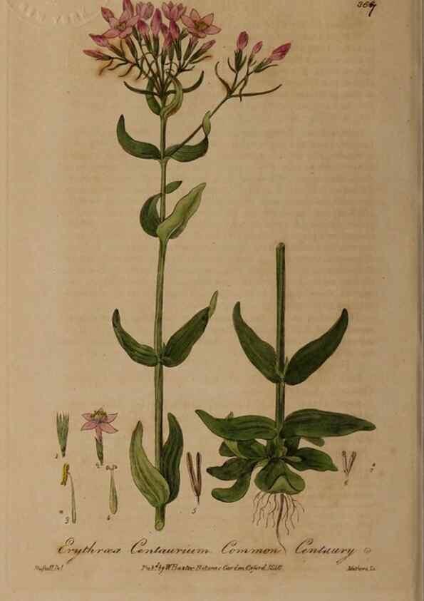 Reproducción/Reproduction 49788471422: British phaenogamous botany,. Oxford,Published by the author, sold by J.H. Parker [etc.]1834-43.. 