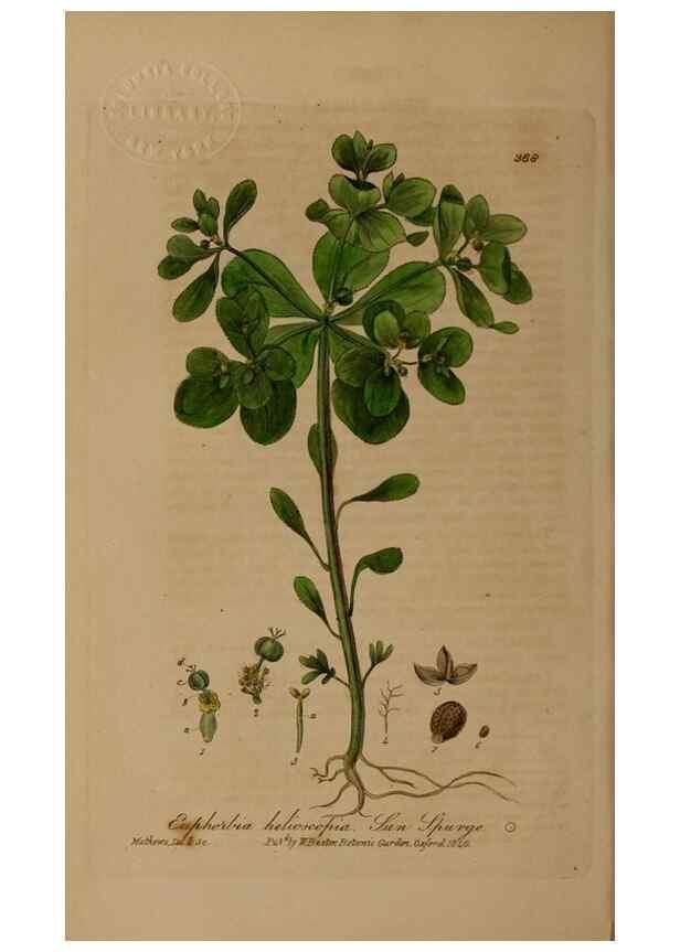 Reproducción/Reproduction 49787611538: British phaenogamous botany,. Oxford,Published by the author, sold by J.H. Parker [etc.]1834-43.. 