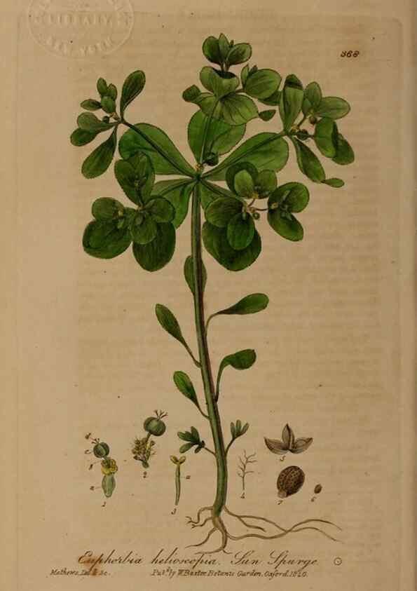 Reproducción/Reproduction 49787611538: British phaenogamous botany,. Oxford,Published by the author, sold by J.H. Parker [etc.]1834-43.. 
