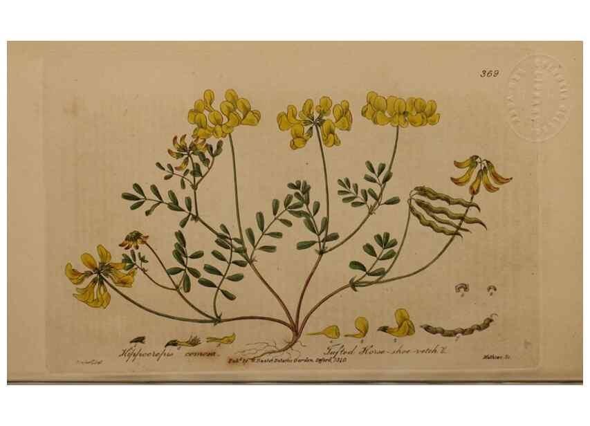 Reproducción/Reproduction 49788471842: British phaenogamous botany,. Oxford,Published by the author, sold by J.H. Parker [etc.]1834-43.. 