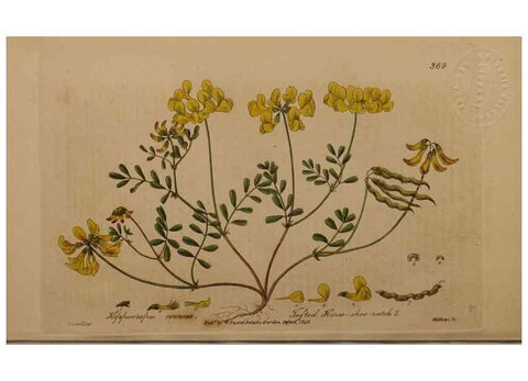 Reproducción/Reproduction 49788471842: British phaenogamous botany,. Oxford,Published by the author, sold by J.H. Parker [etc.]1834-43.. 