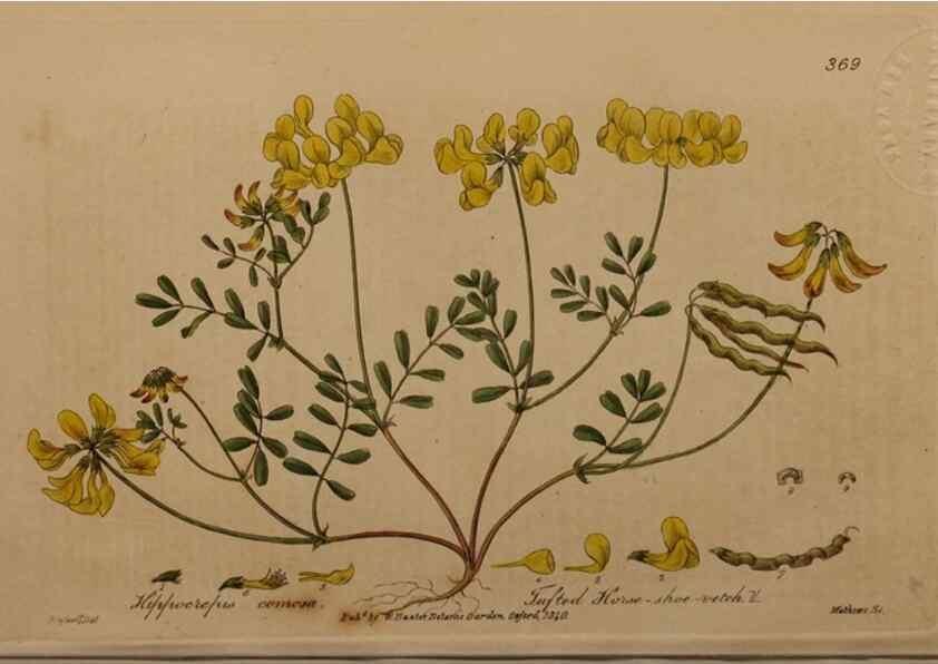 Reproducción/Reproduction 49788471842: British phaenogamous botany,. Oxford,Published by the author, sold by J.H. Parker [etc.]1834-43.. 