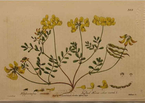 Reproducción/Reproduction 49788471842: British phaenogamous botany,. Oxford,Published by the author, sold by J.H. Parker [etc.]1834-43.. 