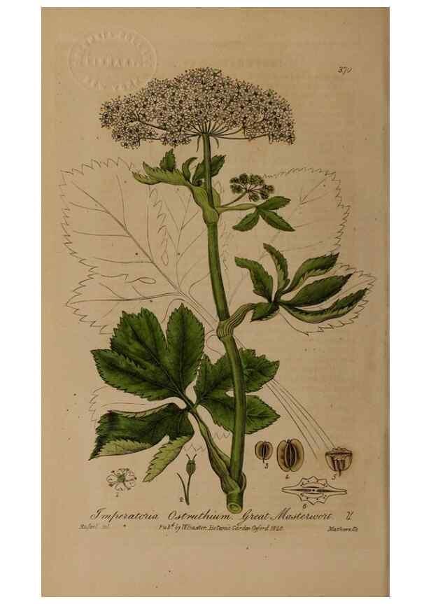 Reproducción/Reproduction 49788472132: British phaenogamous botany,. Oxford,Published by the author, sold by J.H. Parker [etc.]1834-43.. 