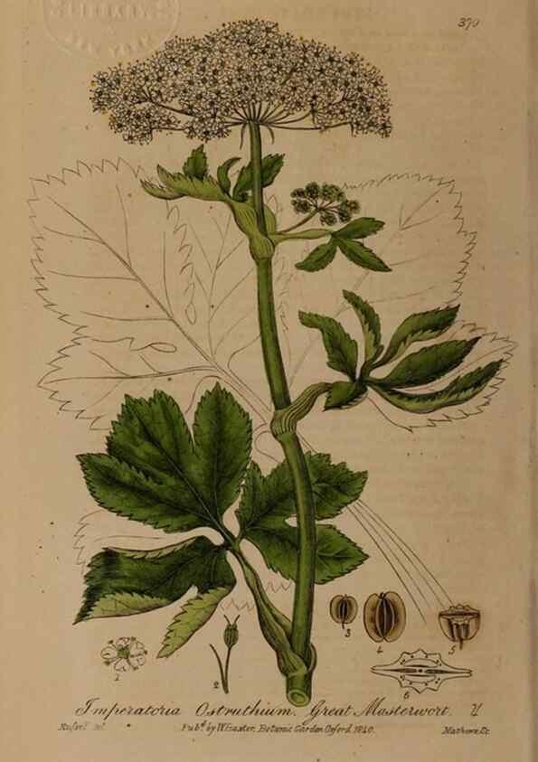Reproducción/Reproduction 49788472132: British phaenogamous botany,. Oxford,Published by the author, sold by J.H. Parker [etc.]1834-43.. 