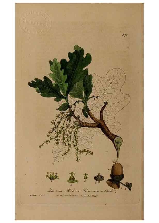 Reproducción/Reproduction 49787612338: British phaenogamous botany,. Oxford,Published by the author, sold by J.H. Parker [etc.]1834-43.. 