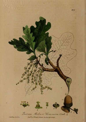 Reproducción/Reproduction 49787612338: British phaenogamous botany,. Oxford,Published by the author, sold by J.H. Parker [etc.]1834-43.. 