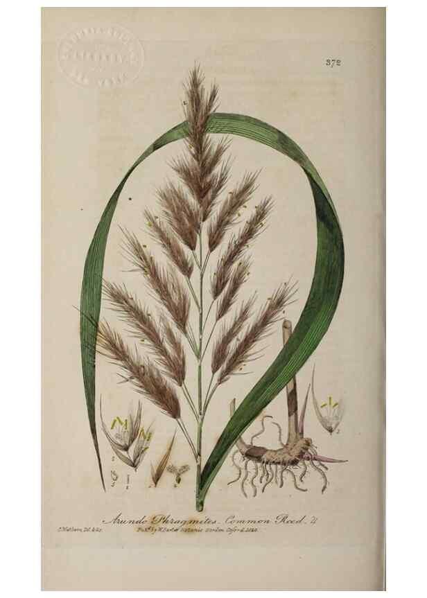 Reproducción/Reproduction 49788153286: British phaenogamous botany,. Oxford,Published by the author, sold by J.H. Parker [etc.]1834-43.. 