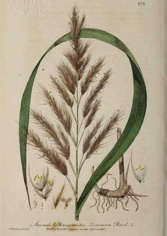 Reproducción/Reproduction 49788153286: British phaenogamous botany,. Oxford,Published by the author, sold by J.H. Parker [etc.]1834-43.. 