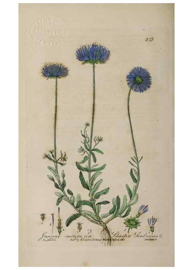 Reproducción/Reproduction 49787612853: British phaenogamous botany,. Oxford,Published by the author, sold by J.H. Parker [etc.]1834-43.. 