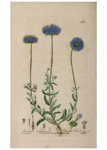 Reproducción/Reproduction 49787612853: British phaenogamous botany,. Oxford,Published by the author, sold by J.H. Parker [etc.]1834-43.. 