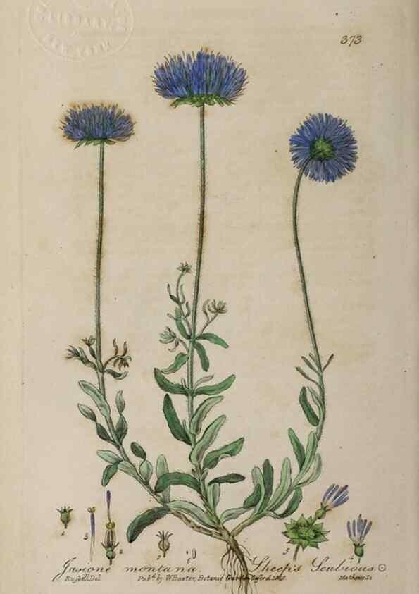 Reproducción/Reproduction 49787612853: British phaenogamous botany,. Oxford,Published by the author, sold by J.H. Parker [etc.]1834-43.. 