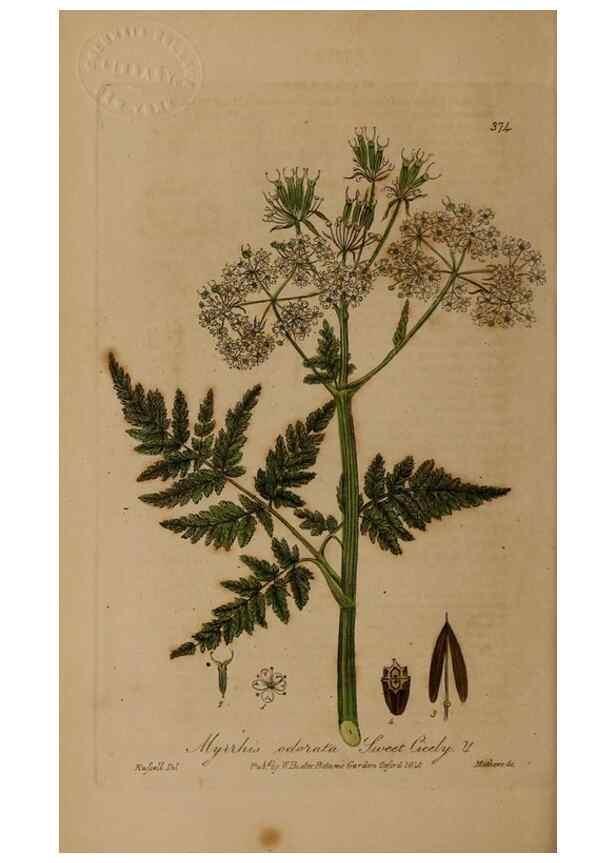Reproducción/Reproduction 49788473252: British phaenogamous botany,. Oxford,Published by the author, sold by J.H. Parker [etc.]1834-43.. 