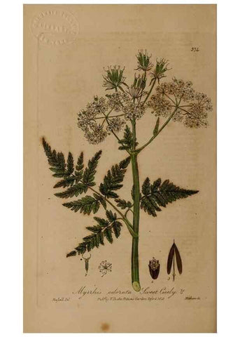 Reproducción/Reproduction 49788473252: British phaenogamous botany,. Oxford,Published by the author, sold by J.H. Parker [etc.]1834-43.. 