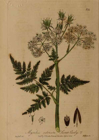 Reproducción/Reproduction 49788473252: British phaenogamous botany,. Oxford,Published by the author, sold by J.H. Parker [etc.]1834-43.. 