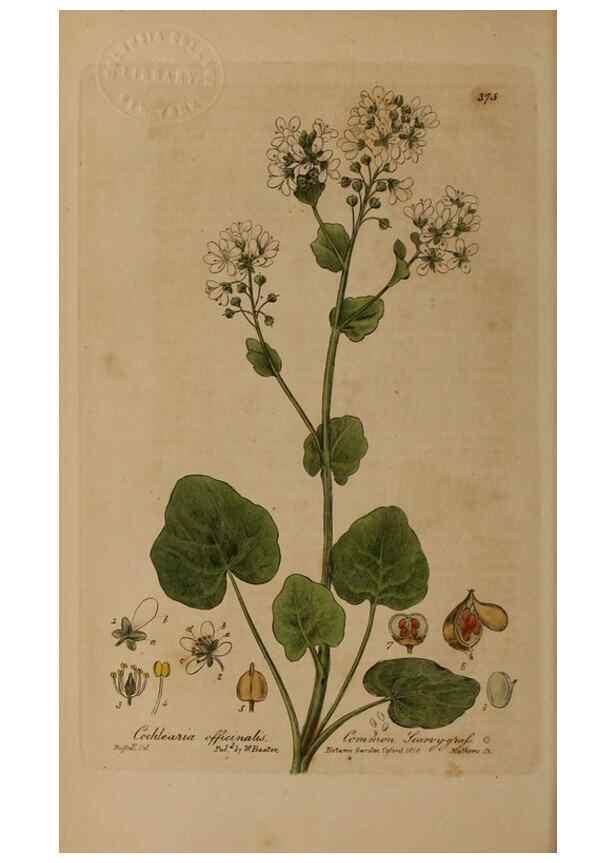 Reproducción/Reproduction 49787613333: British phaenogamous botany,. Oxford,Published by the author, sold by J.H. Parker [etc.]1834-43.. 
