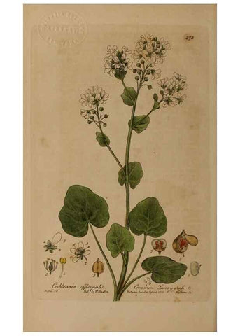 Reproducción/Reproduction 49787613333: British phaenogamous botany,. Oxford,Published by the author, sold by J.H. Parker [etc.]1834-43.. 