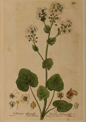Reproducción/Reproduction 49787613333: British phaenogamous botany,. Oxford,Published by the author, sold by J.H. Parker [etc.]1834-43.. 