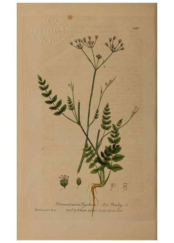 Reproducción/Reproduction 49788150331: British phaenogamous botany,. Oxford,Published by the author, sold by J.H. Parker [etc.]1834-43.. 