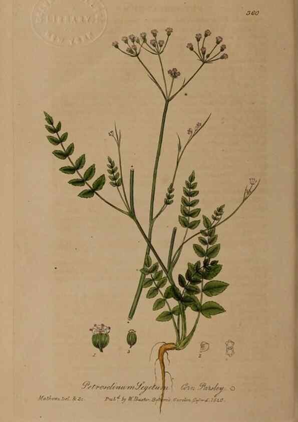 Reproducción/Reproduction 49788150331: British phaenogamous botany,. Oxford,Published by the author, sold by J.H. Parker [etc.]1834-43.. 